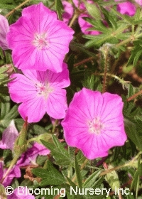 Geranium sanguineum 'John Elsley'                 